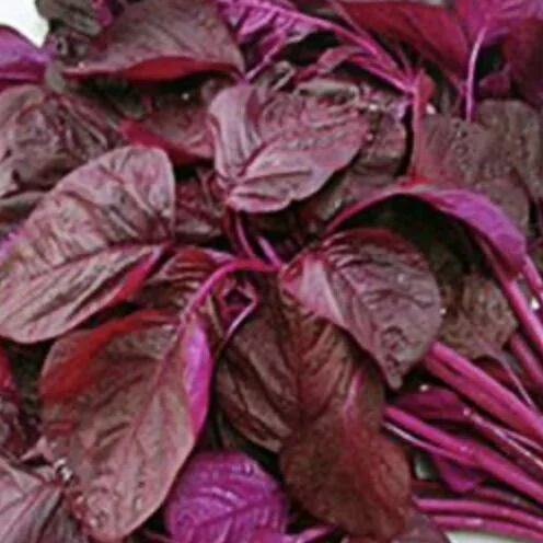 Red Amaranth