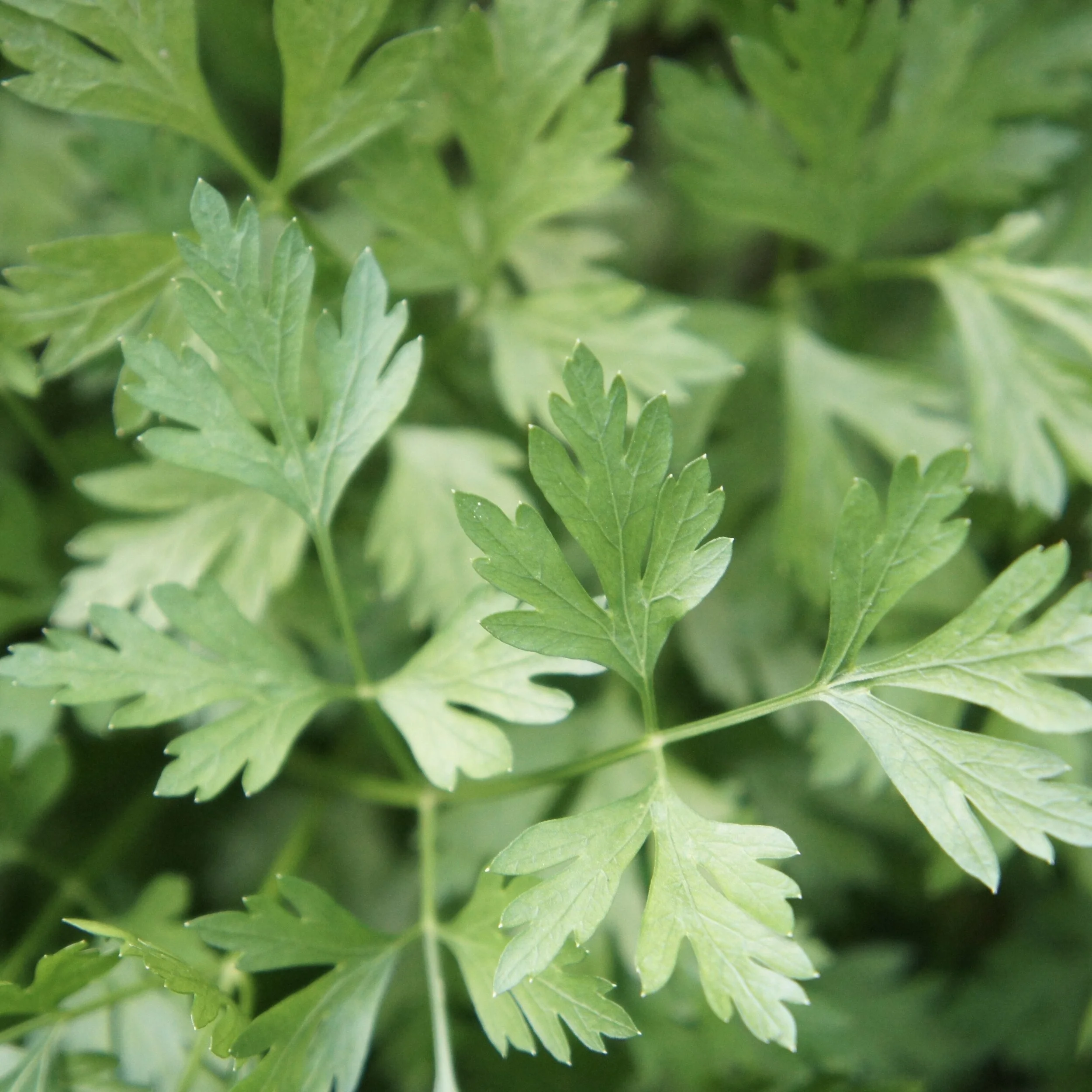 Cilician Parsley