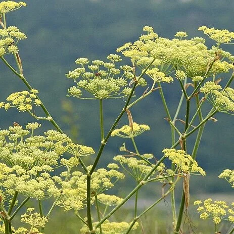 Wild Fennel