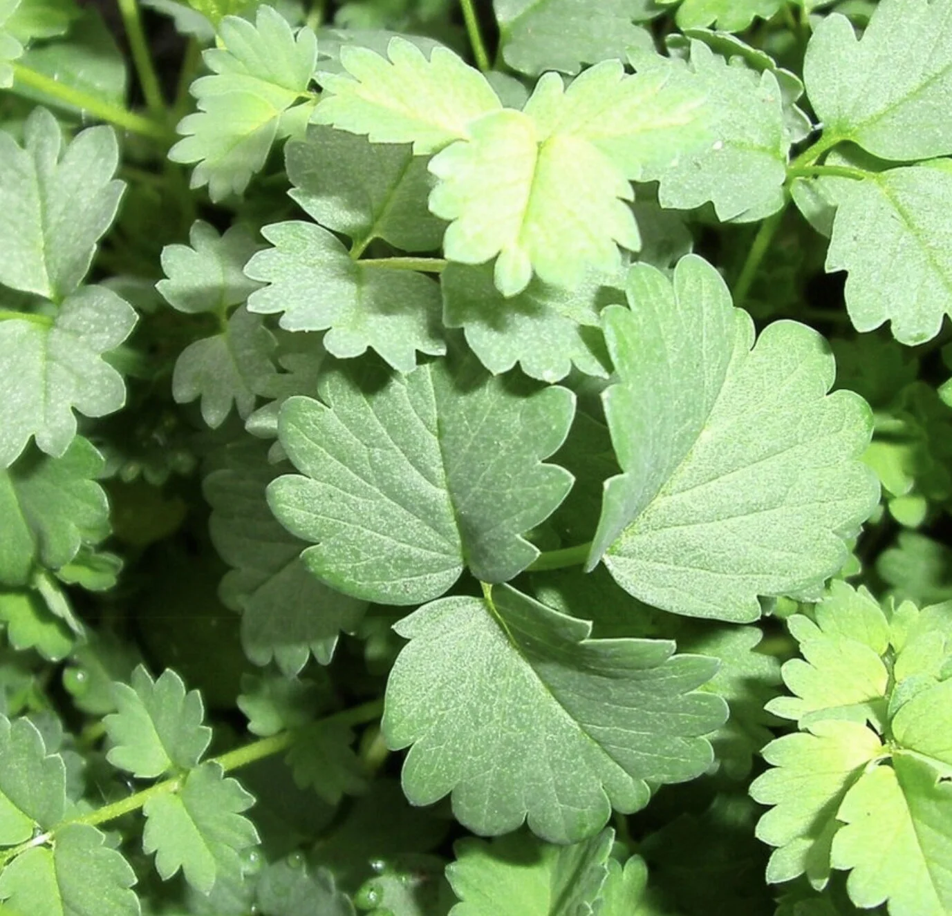 Salad Burnet