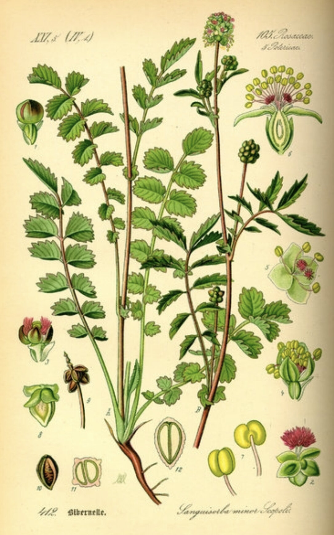 Salad Burnet  Farmacie Isolde