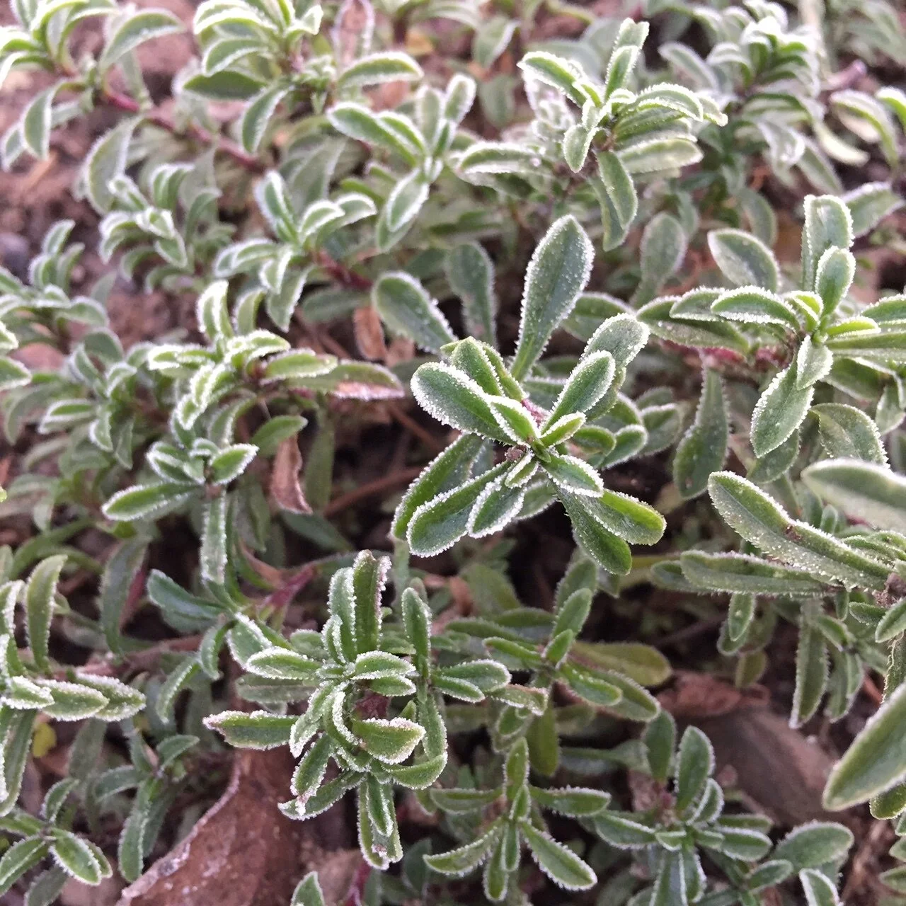 Lemon Winter Savory