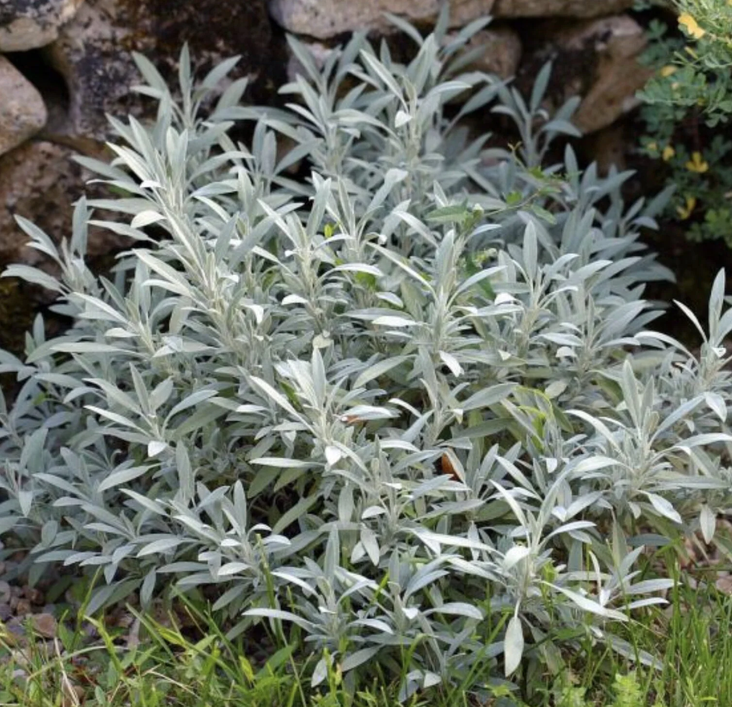 Lavender Sage