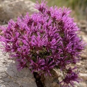 Wild Spanish Thyme