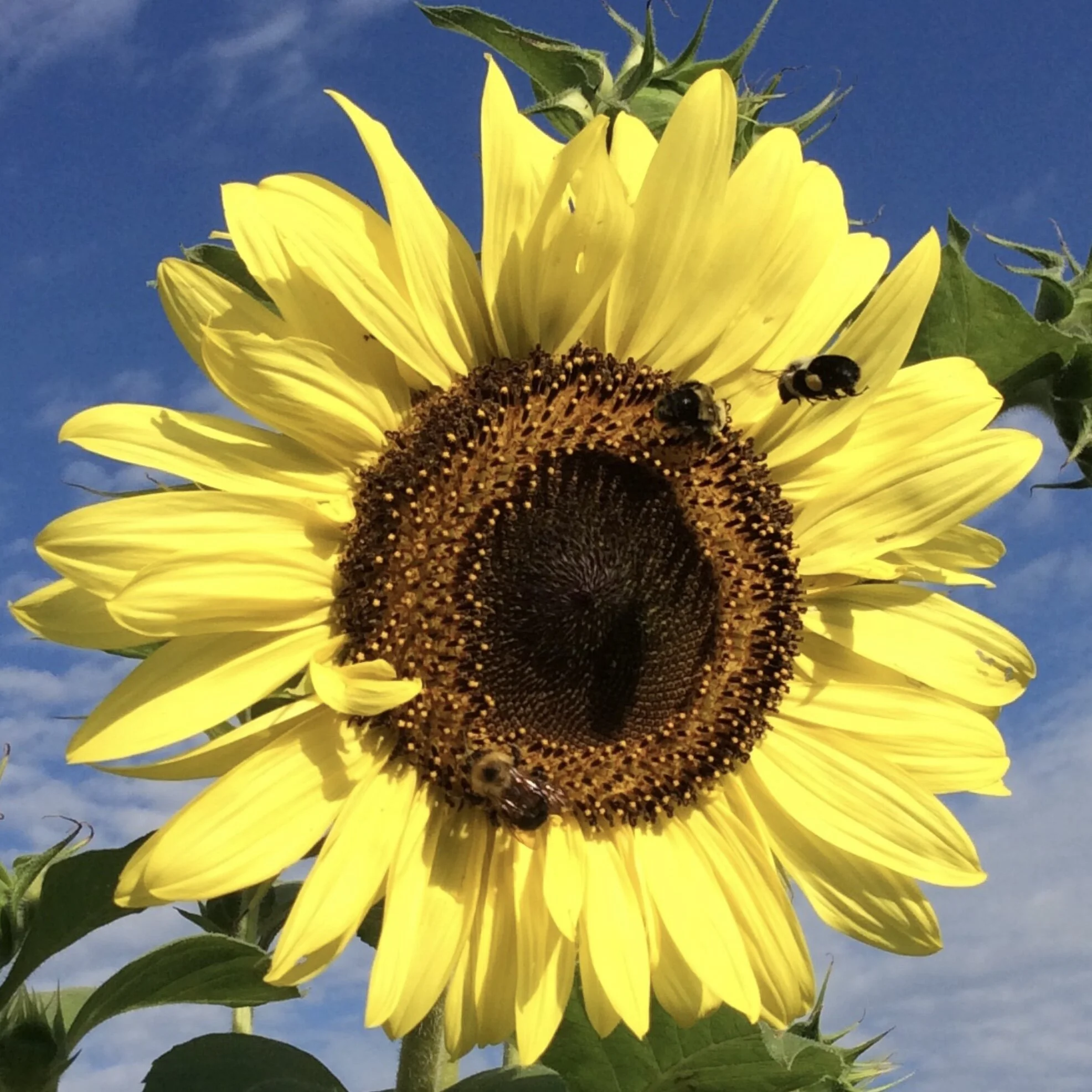 Lemon Queen Sunflower