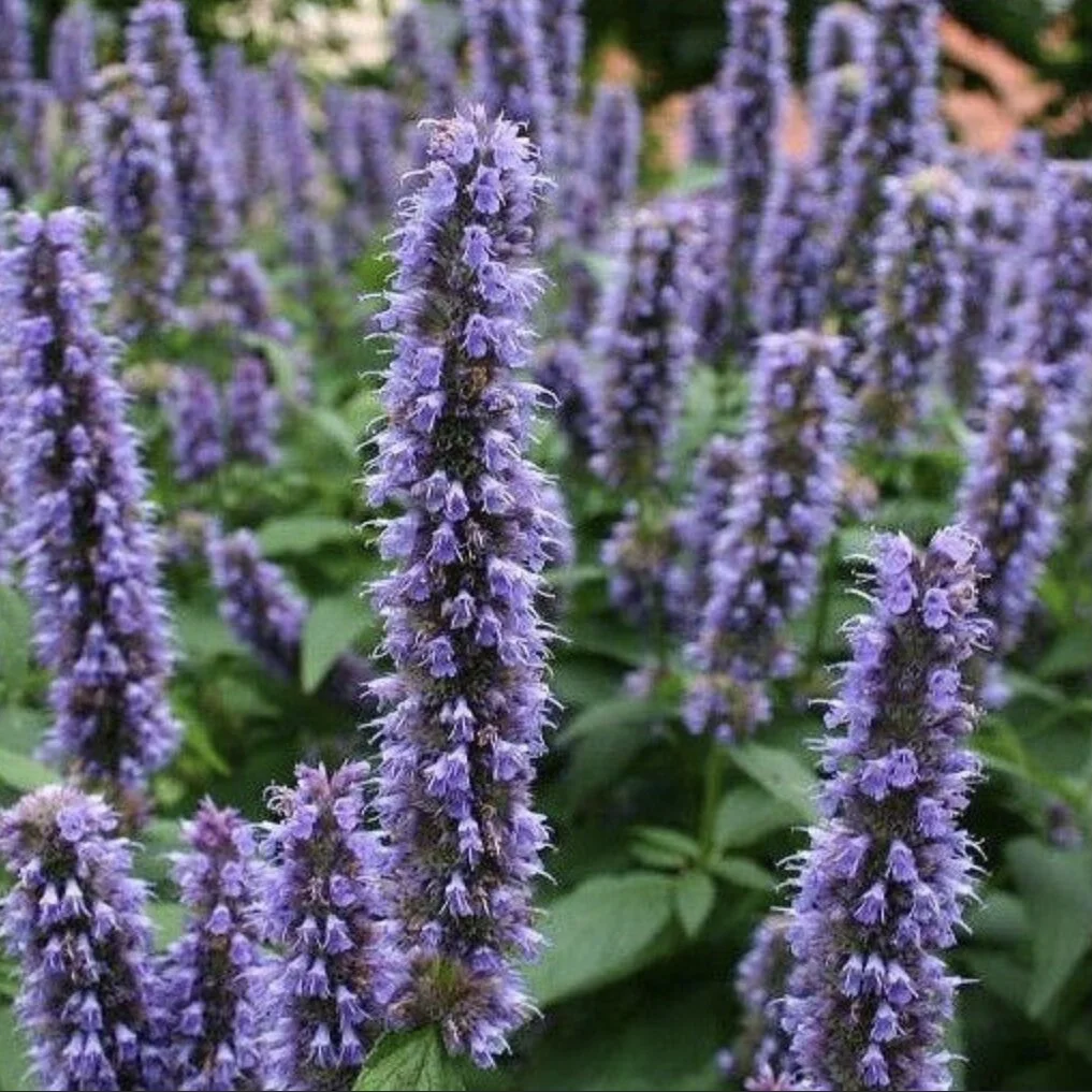 Agastache foeniculum