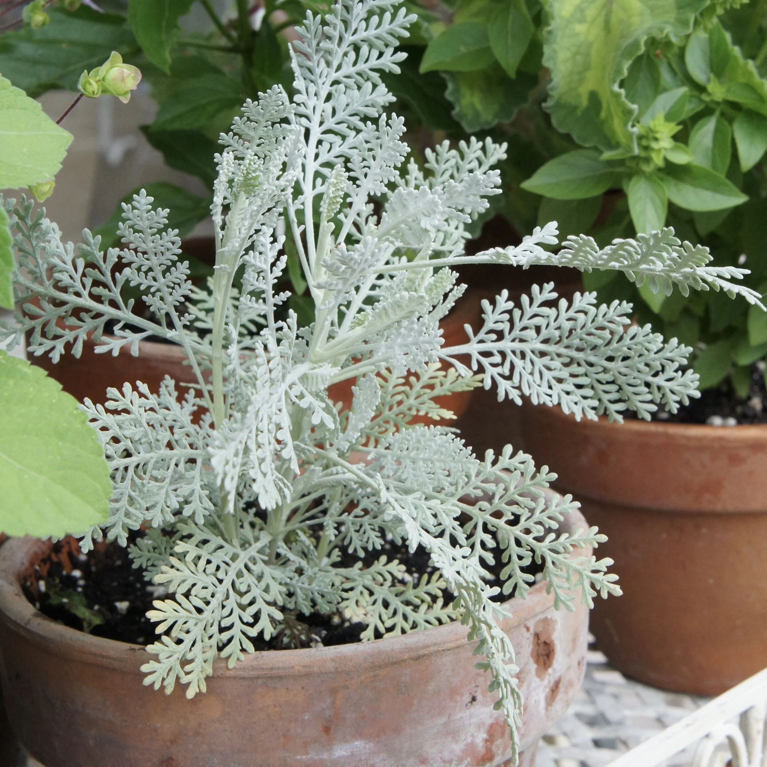 Silver Lace Tansy