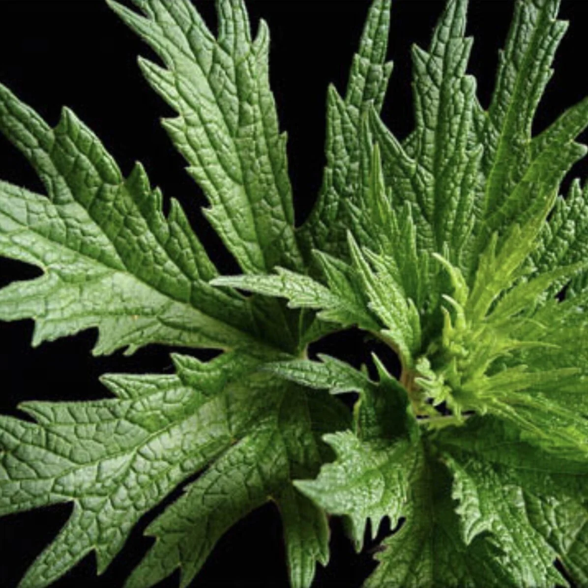 True Motherwort