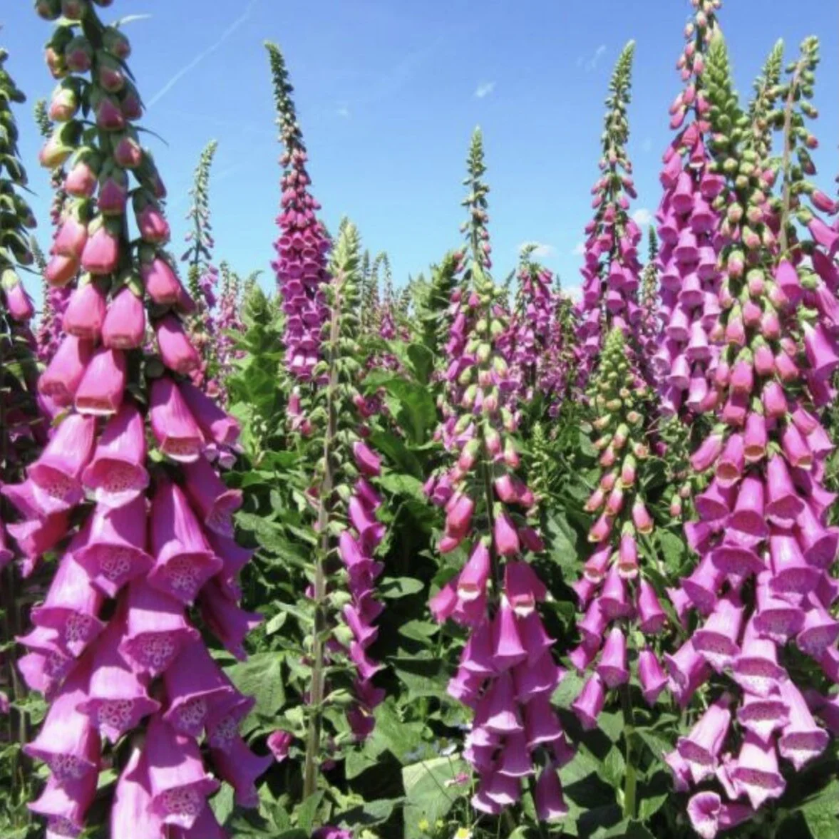 Foxglove 'Berggold'