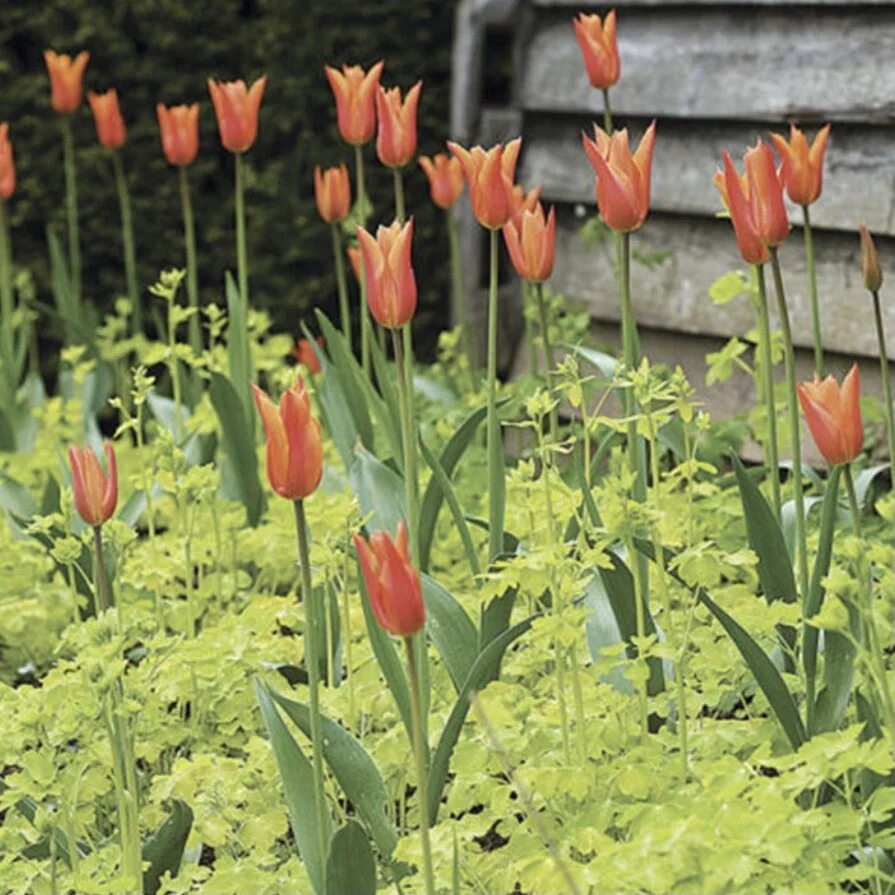'Mellow Yellow' Columbine