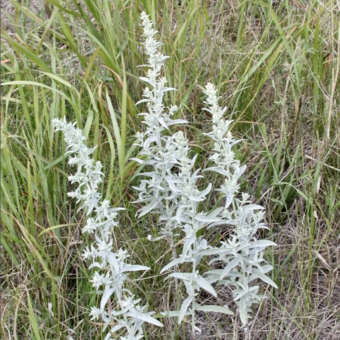 White Prairie Sage