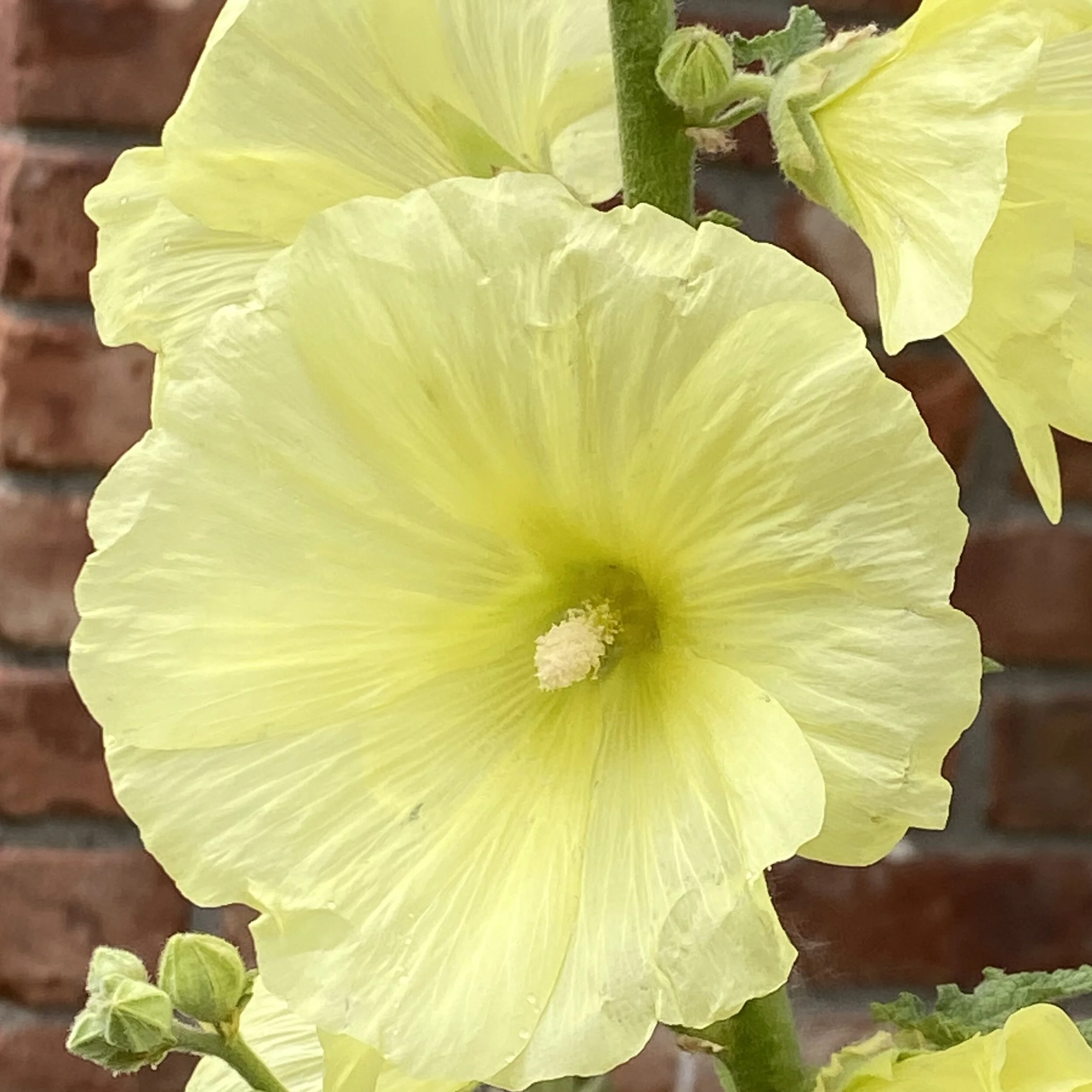 Russian Hollyhock