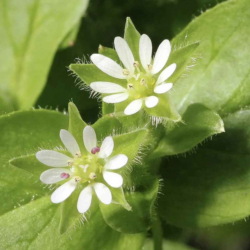 Chickweed