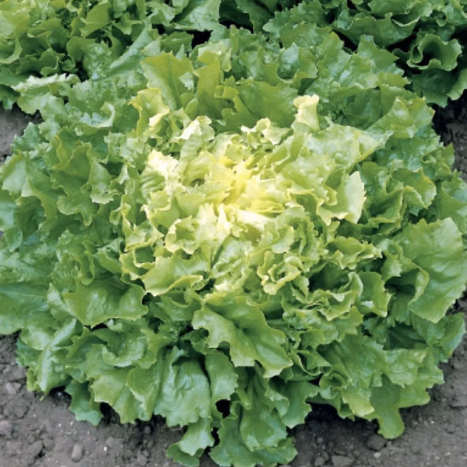 Escarole Casque d'Or