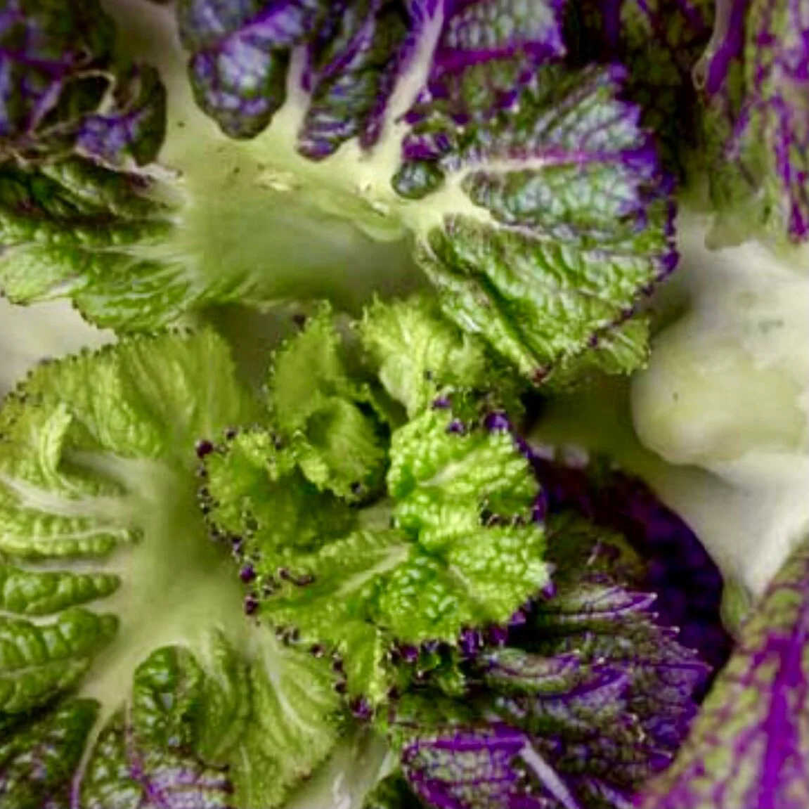 Dragon Tongue Mustard