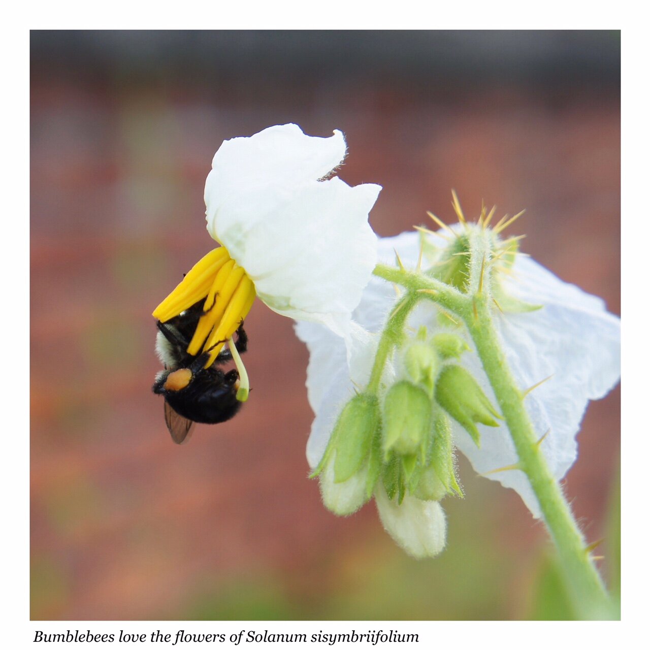 solanumsisymbriifoliumflower.jpg