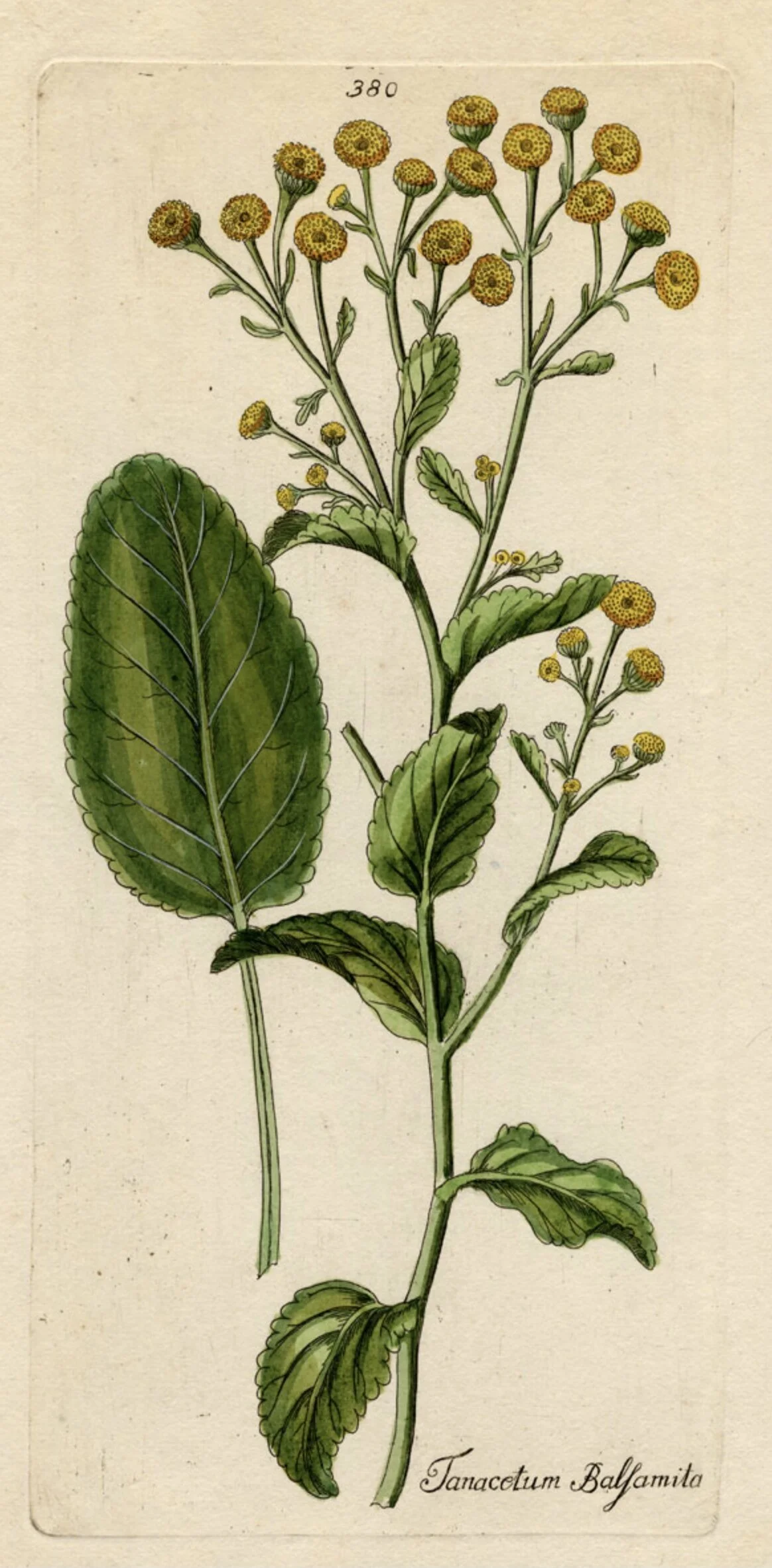 Costmary  Farmacie Isolde