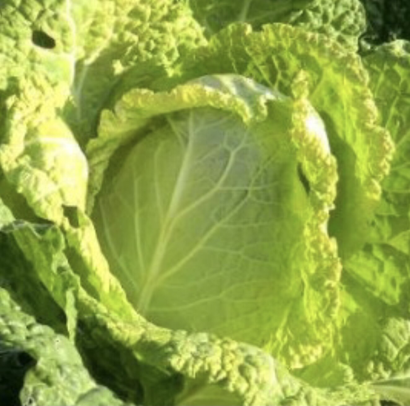 Savooiekool Bloemendaalse Gele