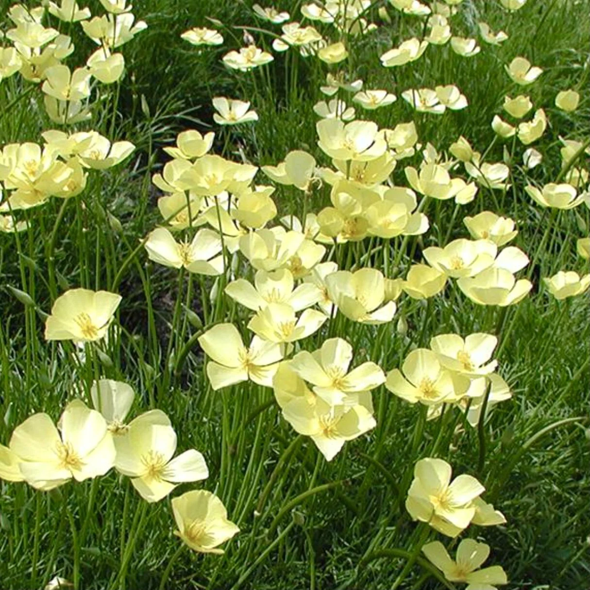 Yellow Tufted California Poppy