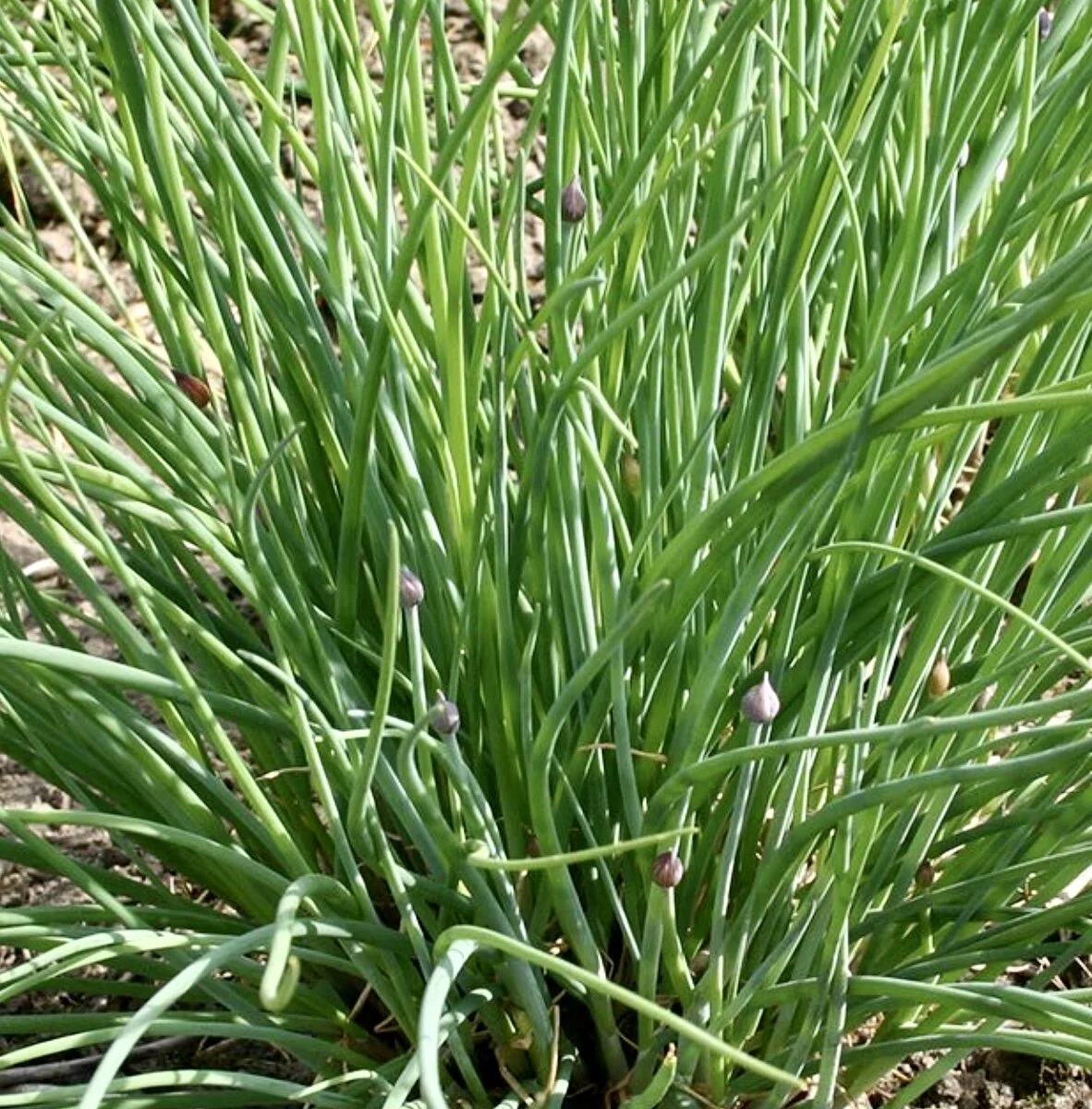 Chives