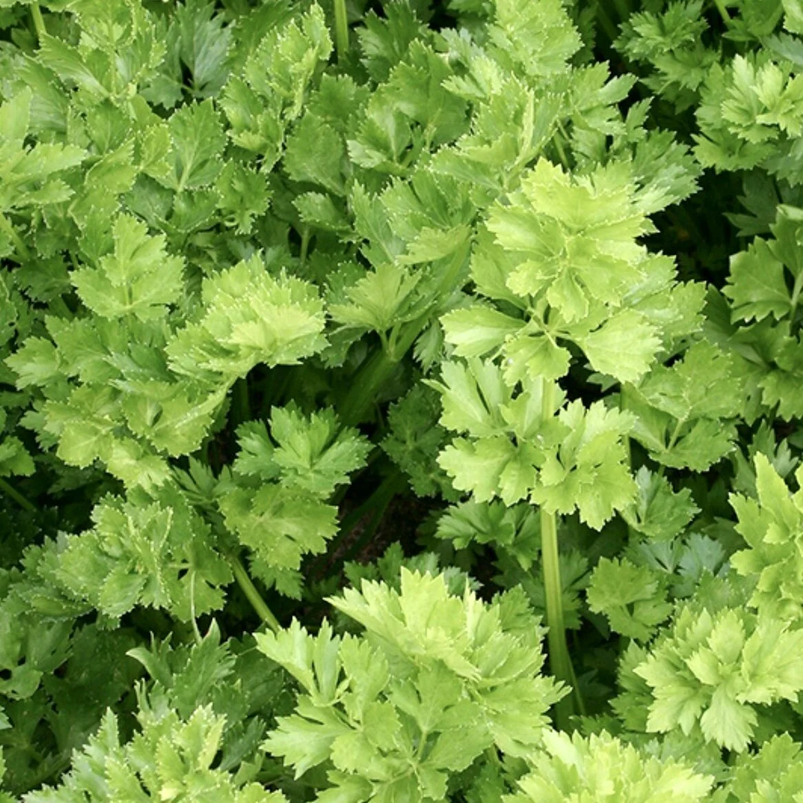 Cutting Celery