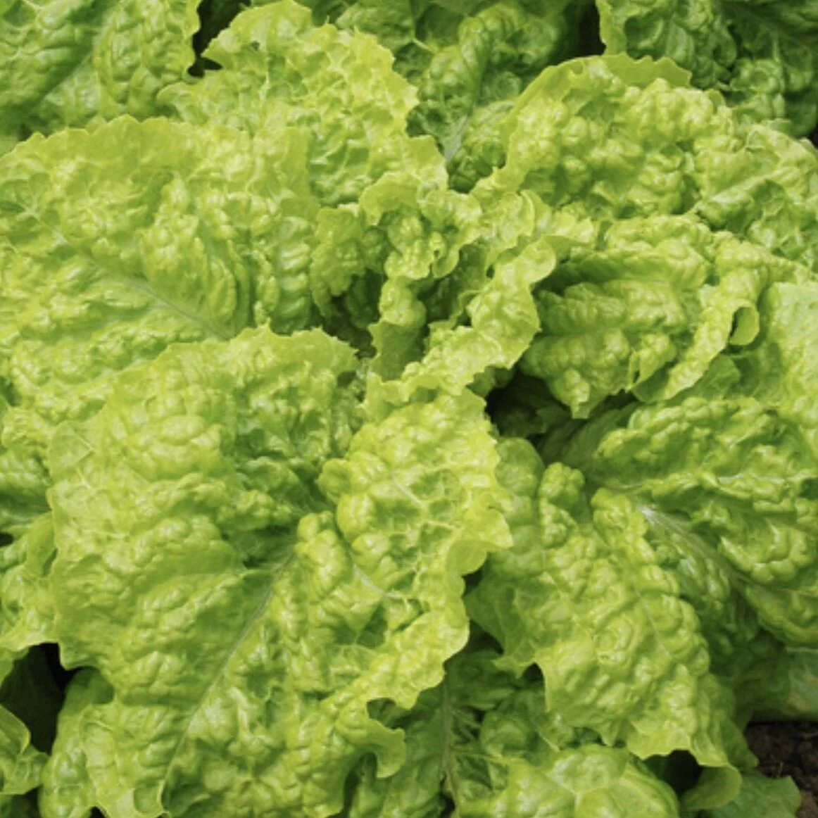 Australian Yellow Lettuce