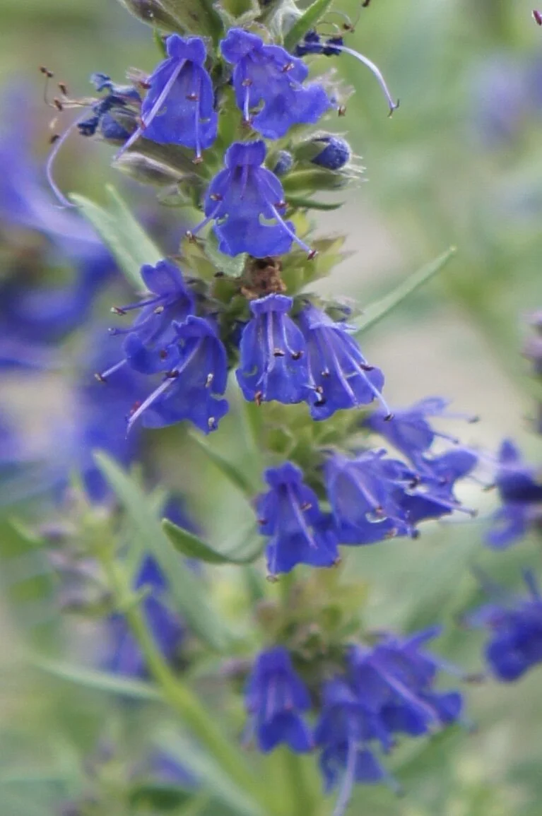 Rock Hyssop