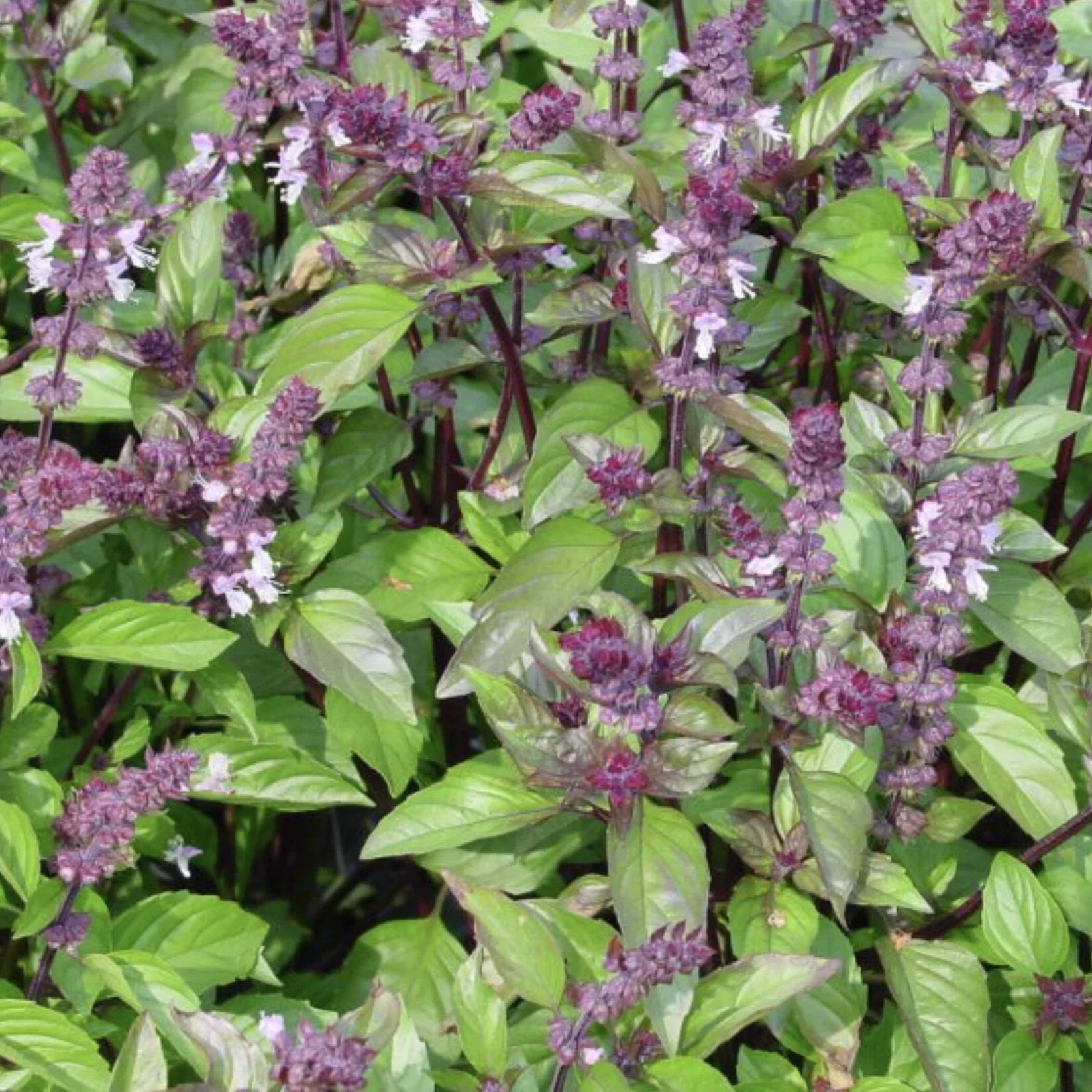 Cinnamon Basil