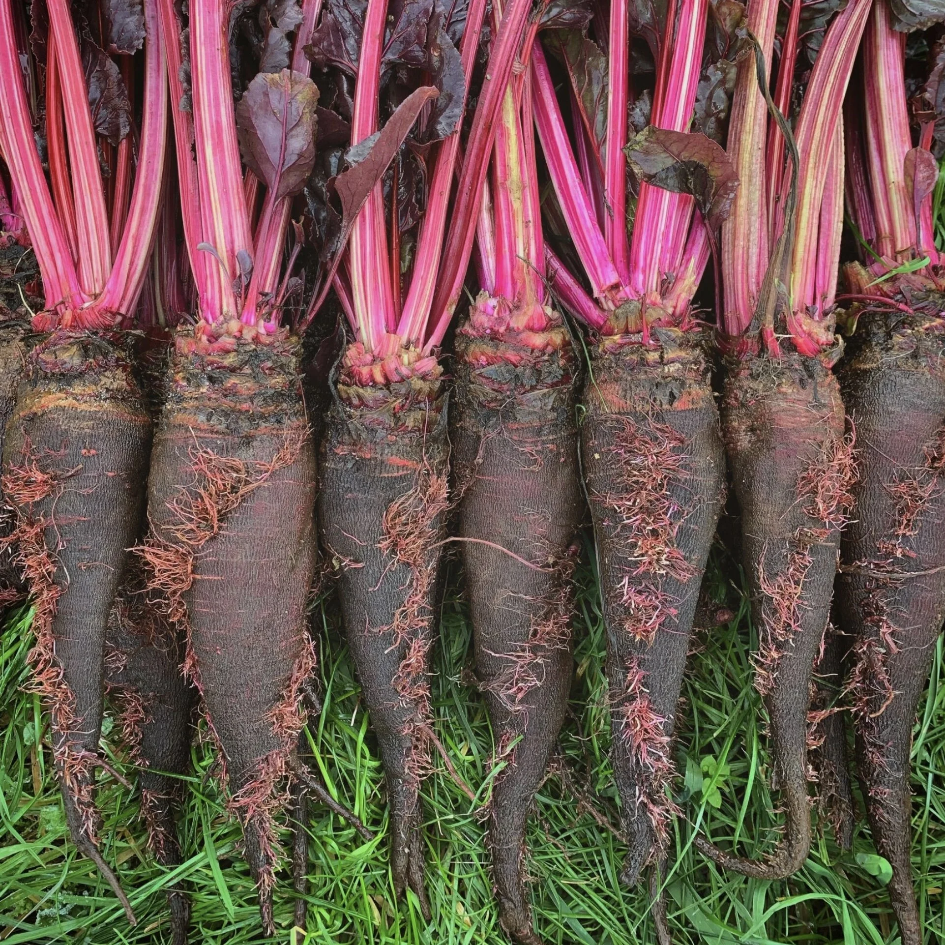 Craupadine Beet