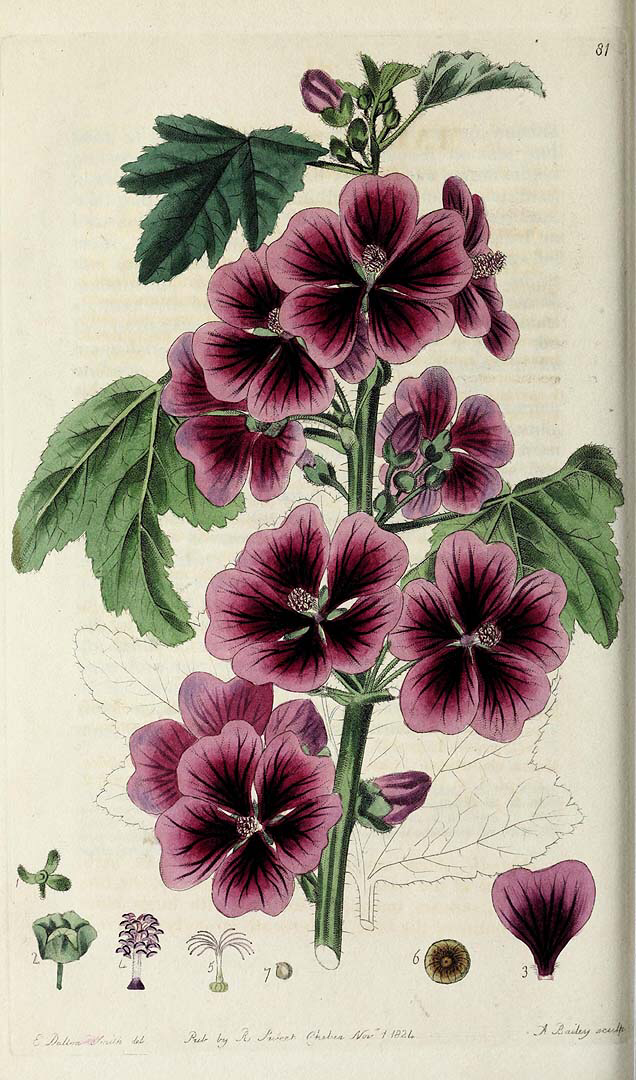 dream about plants American Dream Pink Coreopsis  Plant Detectives