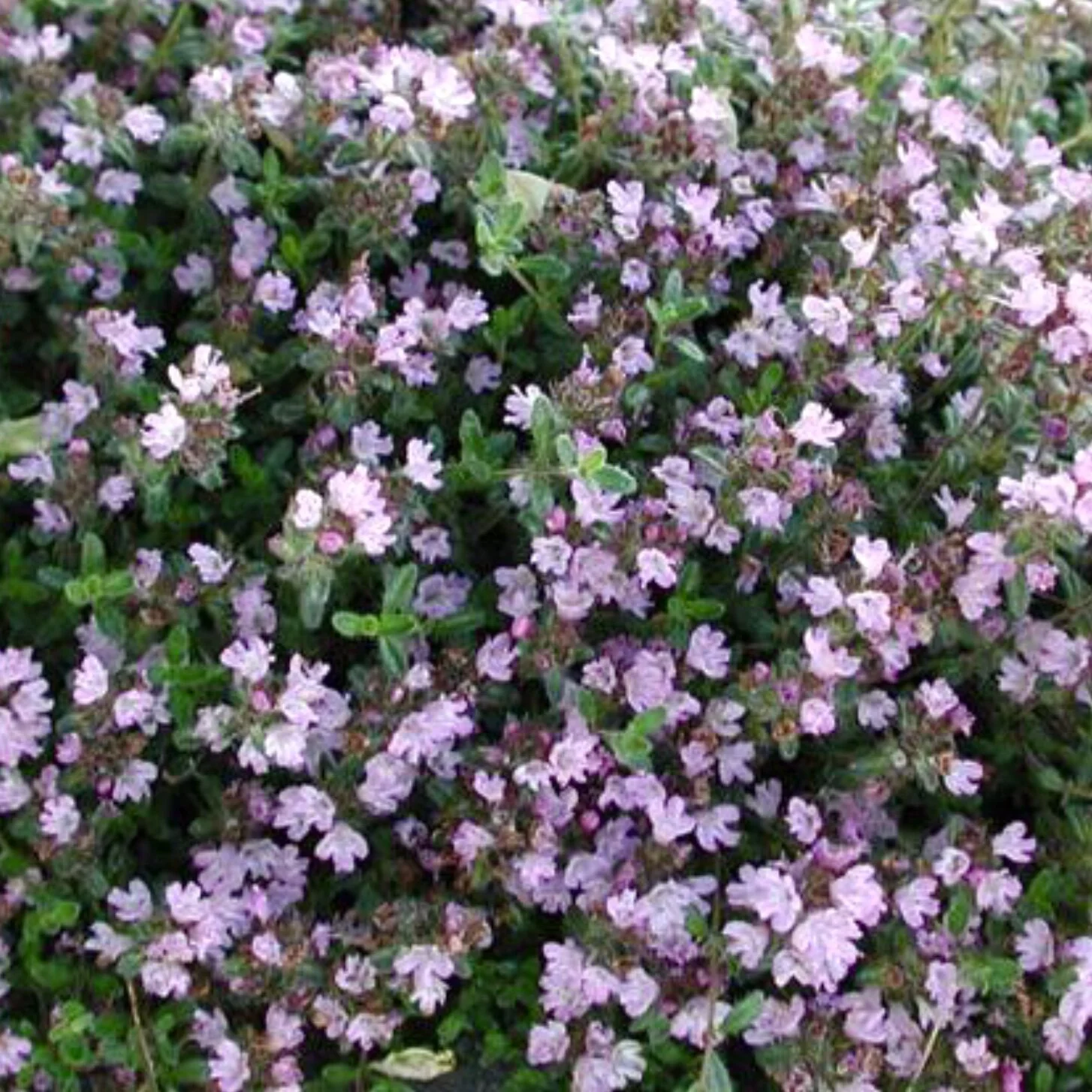 Creeping Thyme