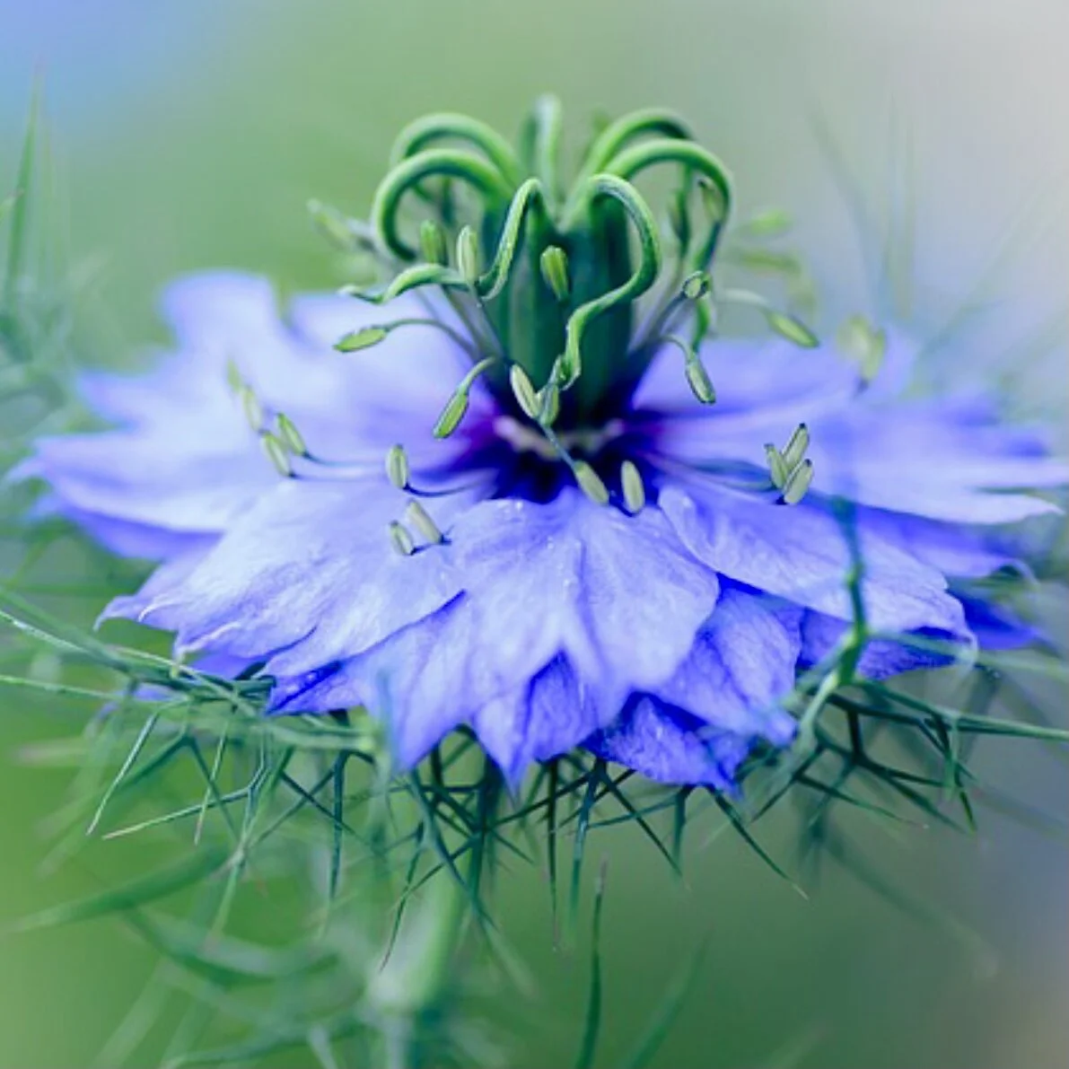 Miss Jekyll Blue Nigella