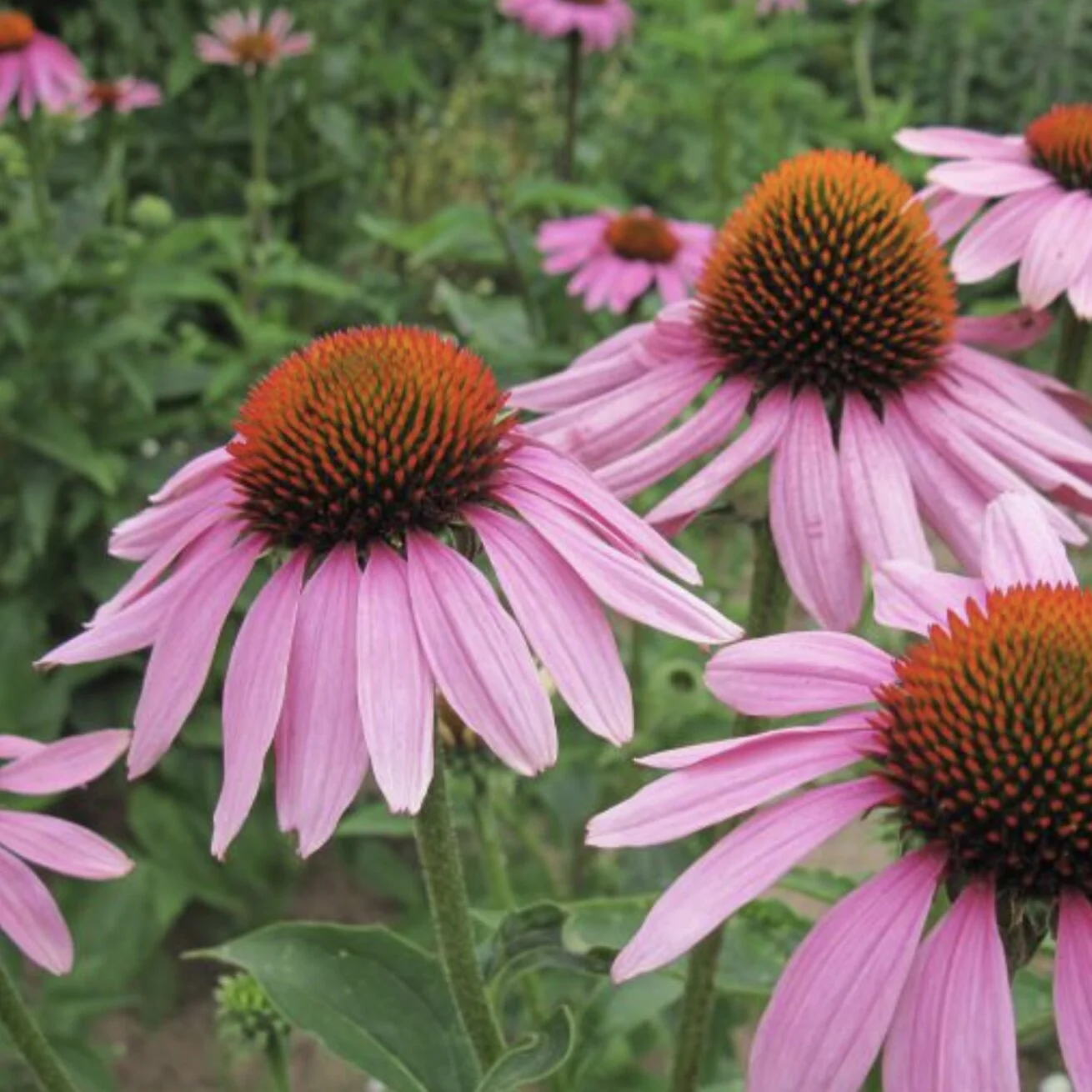 Echinacea purpurea