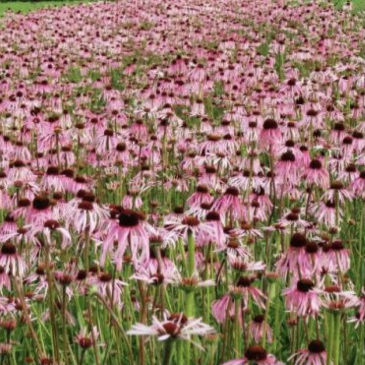 Echinacea pallida
