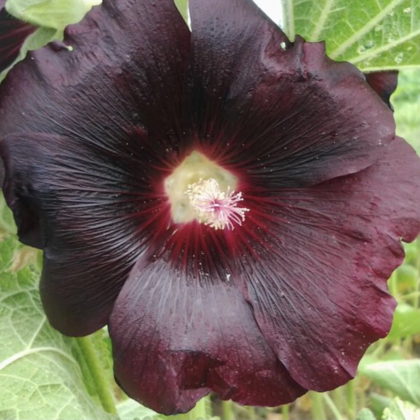 Black Mallow