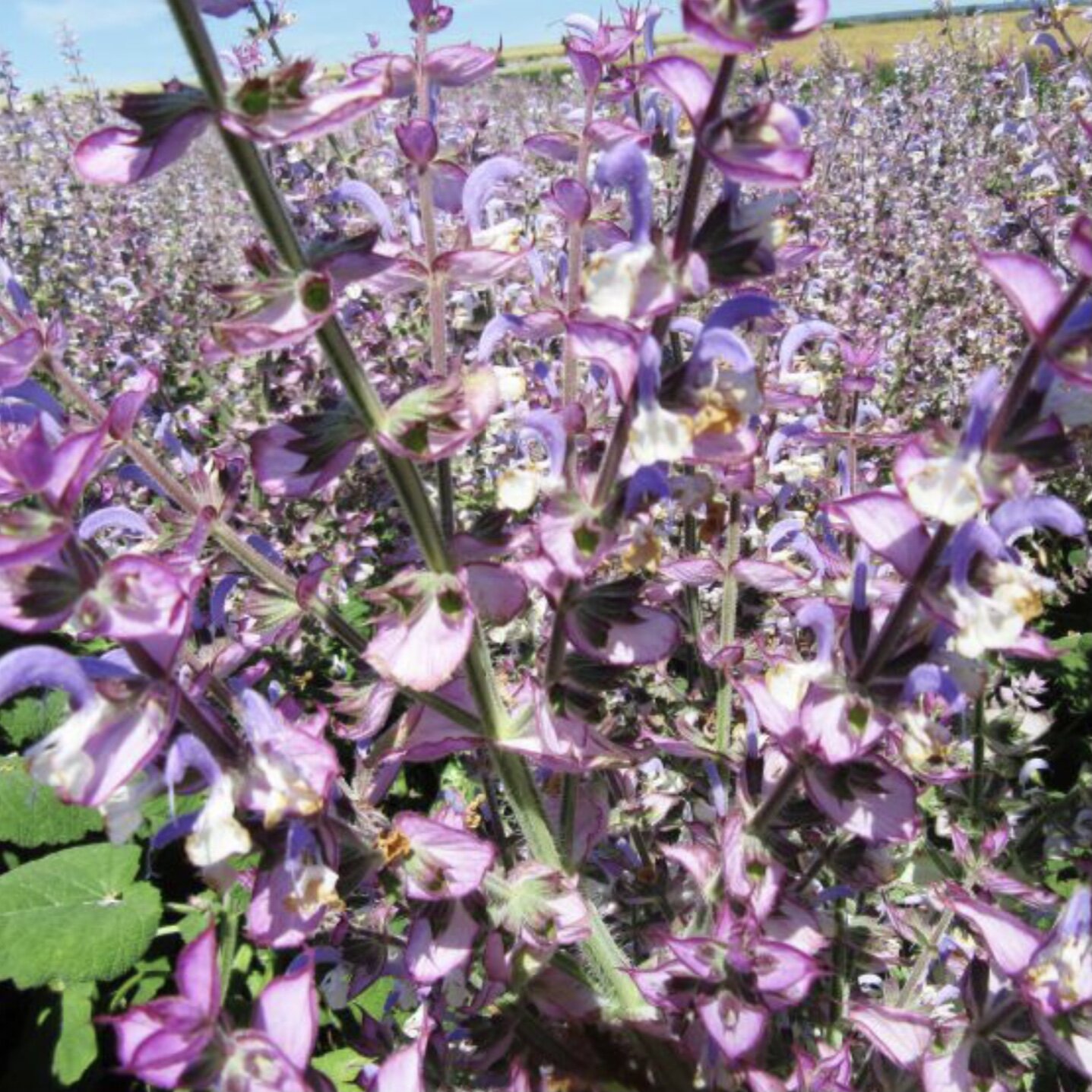 Clary Sage