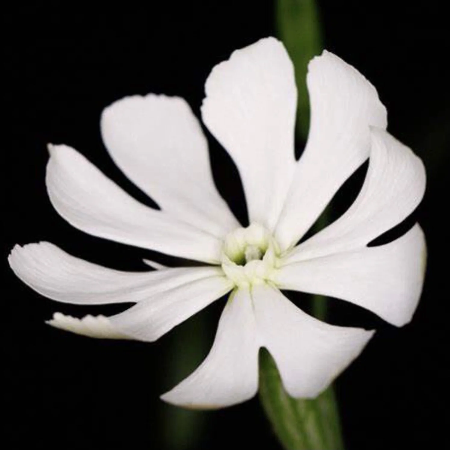 Silene capensis