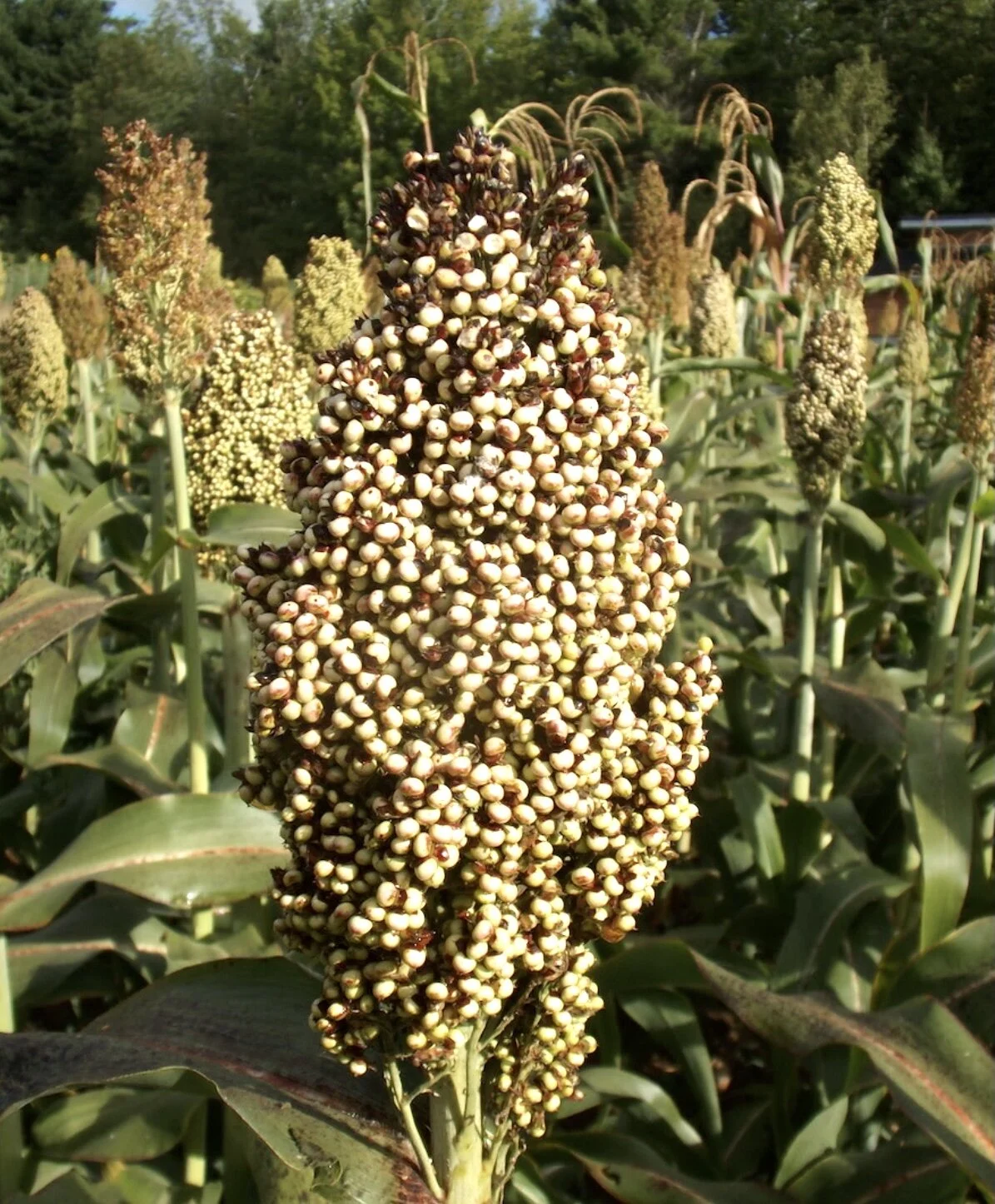 Texicoa Sorghum