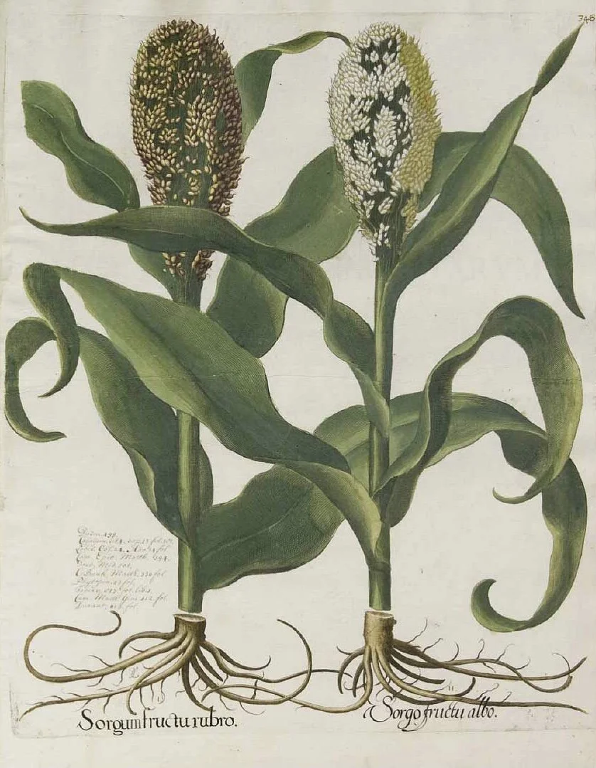 achille plante Plant Achille Millefeuille (Achillea millefolium)  Vivace mellire