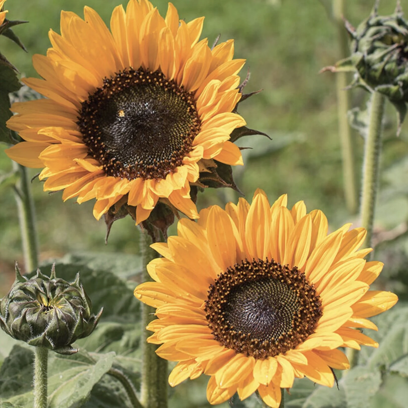 Soraya Sunflower
