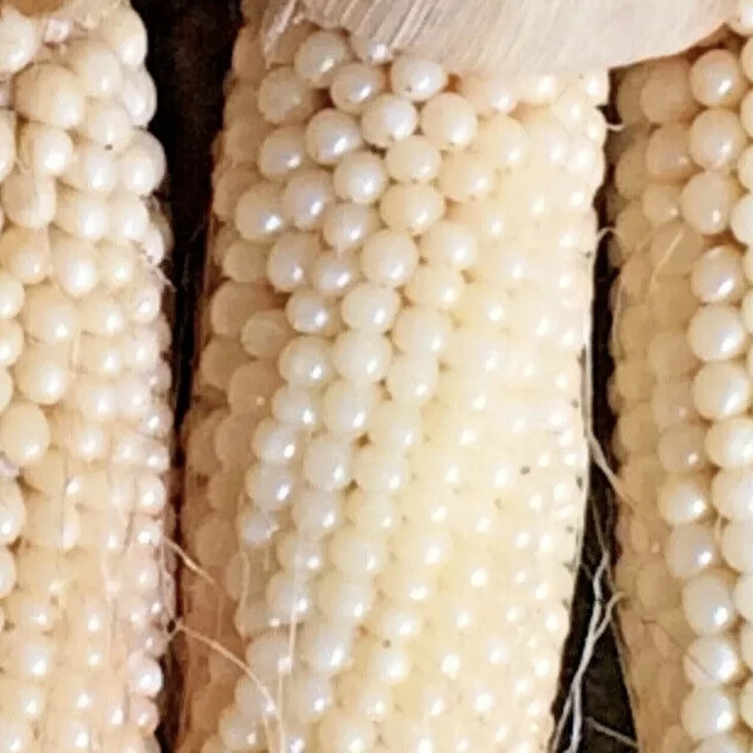 Japanese Hulless Popcorn