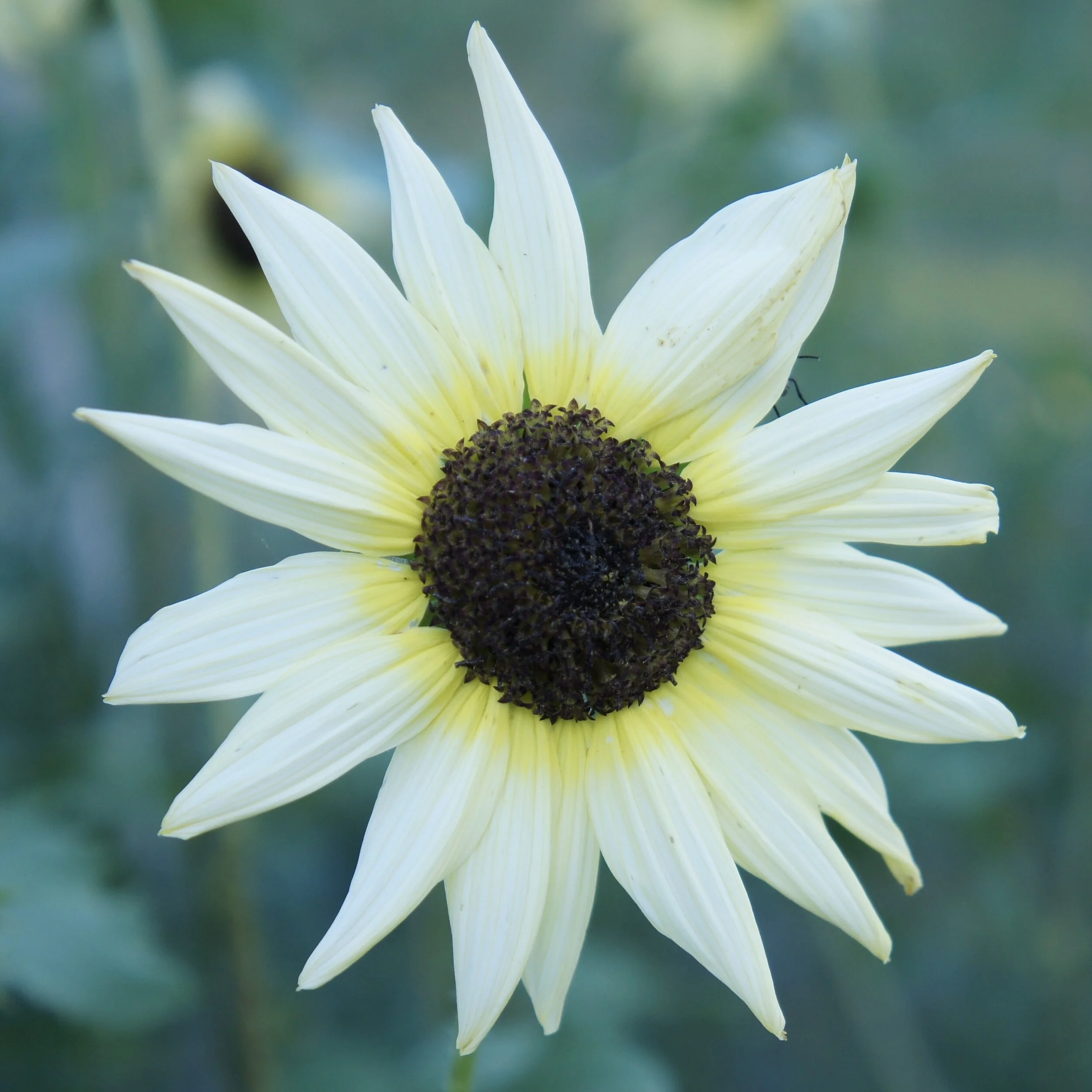 Vanilla Ice Sunflower