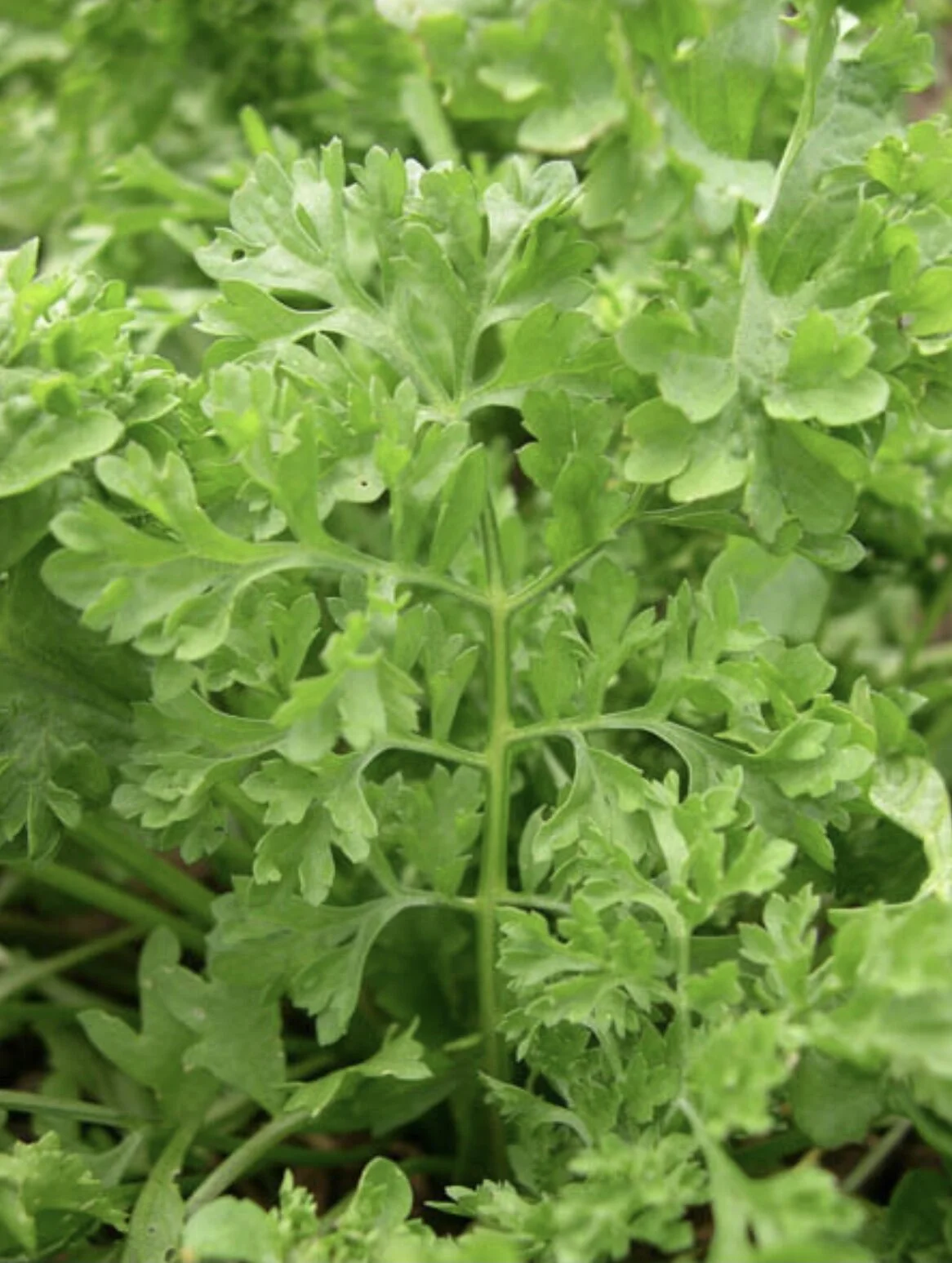 Wrinkled Crinkled Crumpled Cress