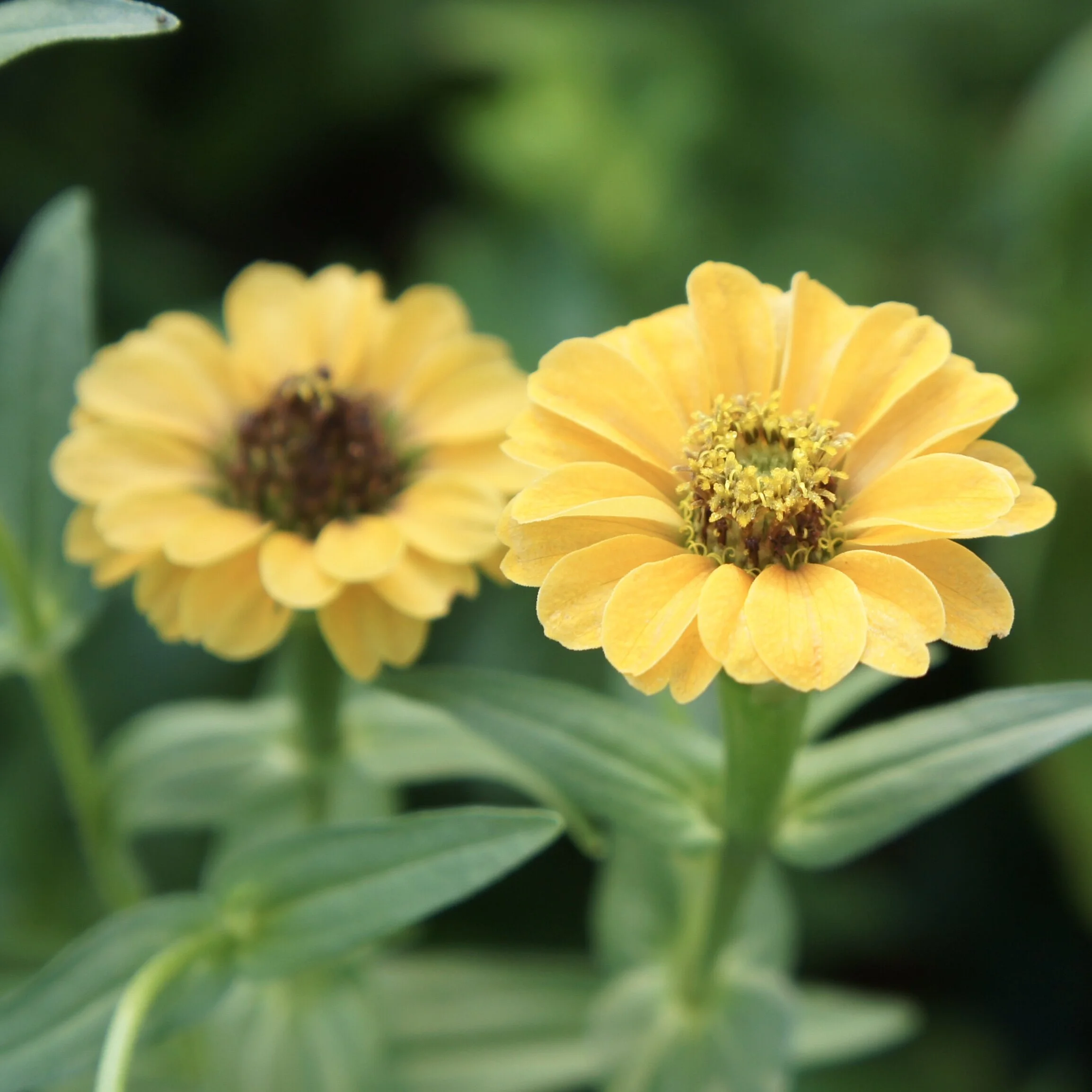 Zinnia peruviana