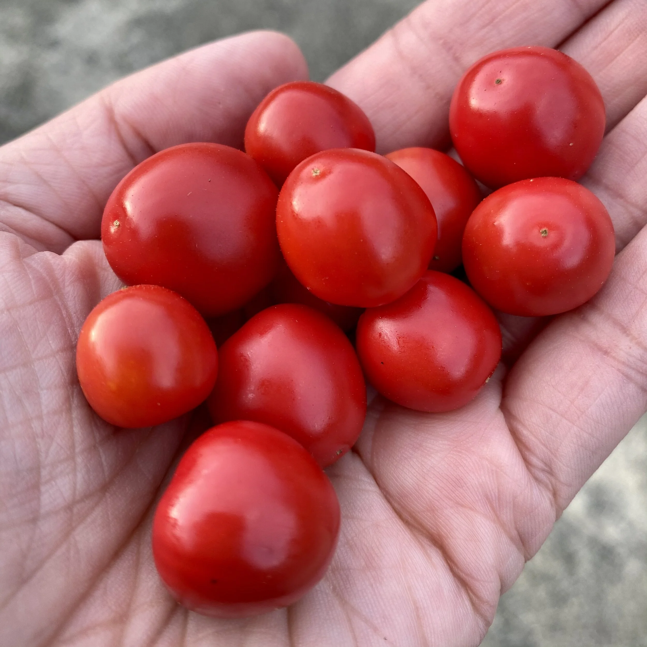 Morelle de Balbis 'Mamoncillos'