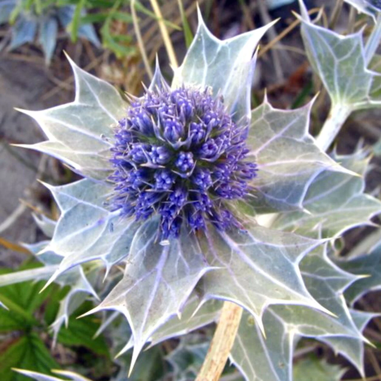 Sea Holly