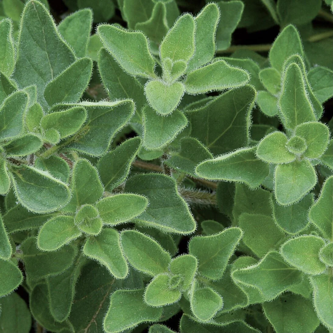 Greek Oregano