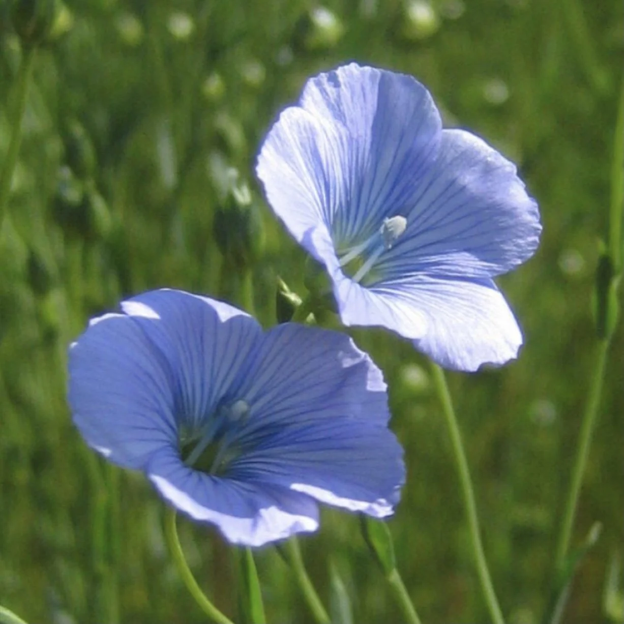 Flax