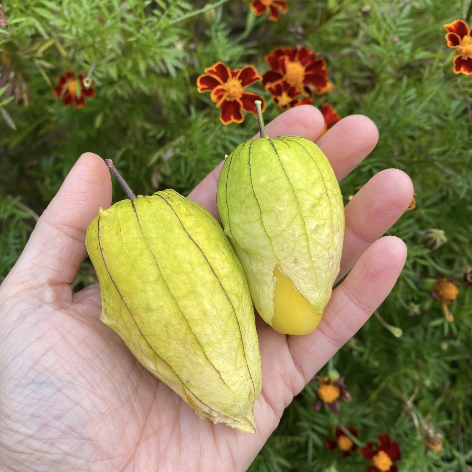 The Charms of the Late Autumn Garden