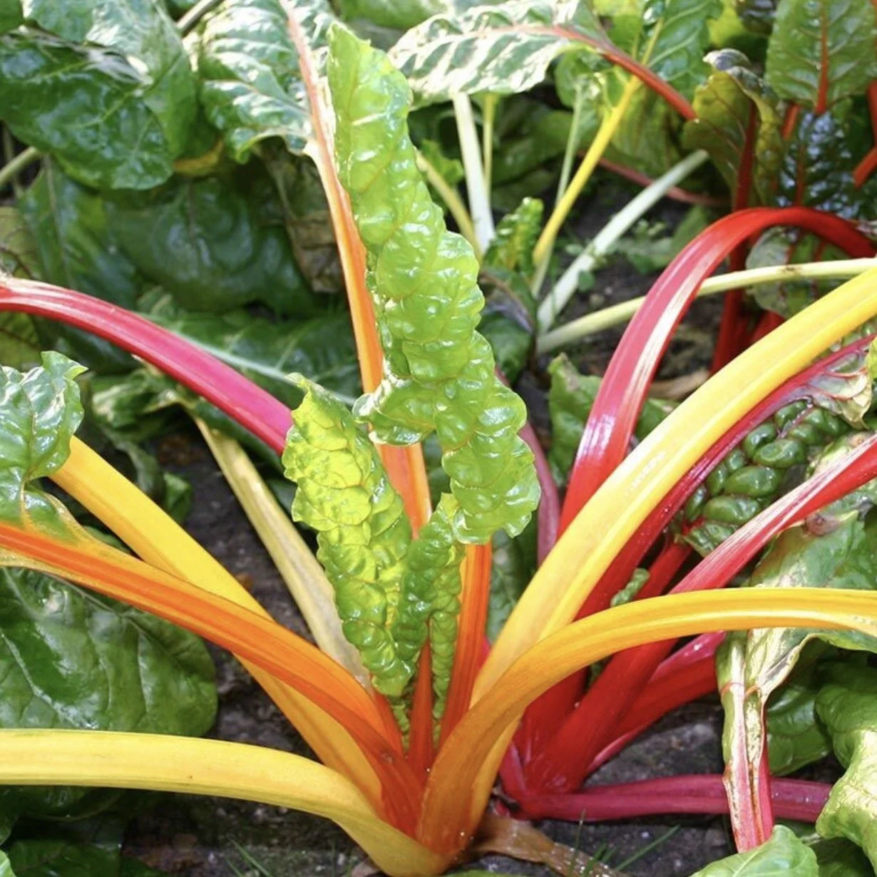 Rainbow Chard